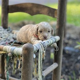 Cockapoo Puppies from East St. Poodles & Doodles
