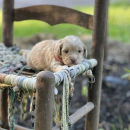 Cockapoo Puppies from East St. Poodles & Doodles