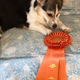 Labrador Retrievers and Pembroke Welsh Corgis from Racing Winds Pembroke and Labradors