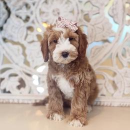 Goldendoodle Puppies from DayDream Doodles