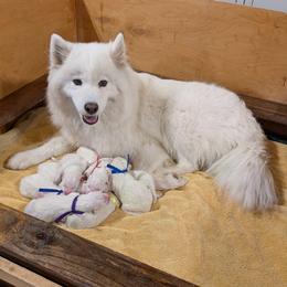 Girl 2 - White female Samoyed puppy in Effingham, Illinois from The Office Pups