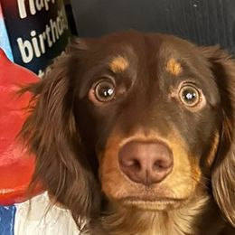 Atticus - Dachshund
