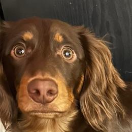Atticus - Dachshund