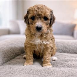 Rose - Sable female Goldendoodle puppy in Pittsburg, Texas from Grace Springs Goldendoodles