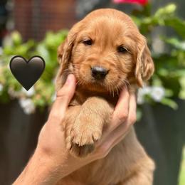 Black - Dark golden male Golden Retriever puppy in Calistoga, California from Willow’s AKC Golden Retrievers