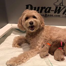 Australian Labradoodles from Primetime Australian Labradoodles