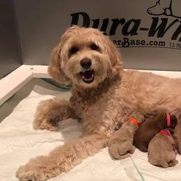 Australian Labradoodles from Primetime Australian Labradoodles