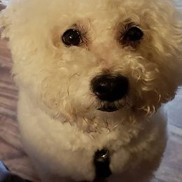Bichon Frises from Wrapped Up In Dogs