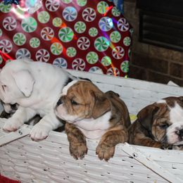 English Bulldog Puppies from Macnaughty Bulldogs