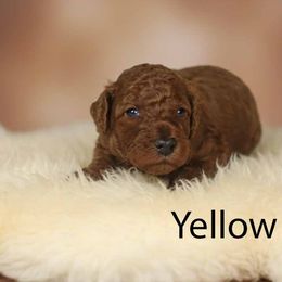 Girl 3 - Red  female Poodle puppy in Mc Henry, Illinois from Sunset Maple Poodles