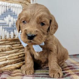 Cash - Red  male Goldendoodle puppy in Temecula, California from Oodles O'Doodles