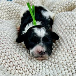 Miles - Parti male Poodle puppy in Lancaster, Missouri from Cavapoo Acres