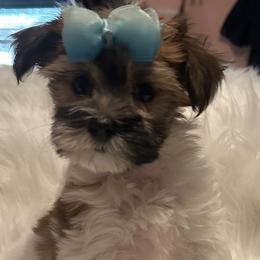 Morkie and Yorkshire Terrier Puppies from JoAnne Bergeron