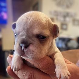 Tara - Blue tri-color female Bulldog puppy in Seneca, South Carolina from Burrell’s Bulldog Kingdom