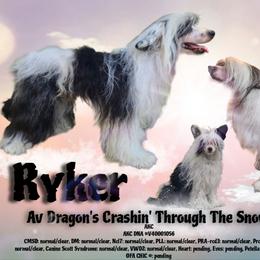 Ryker - Black and white male Chinese Crested puppy in New Castle, Pennsylvania from Long Rotts & Long Haul Cresteds