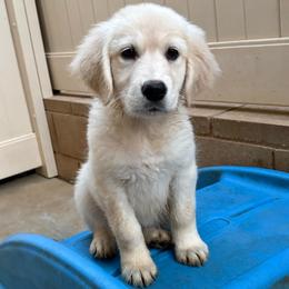 Teal girl - Light golden female Golden Retriever puppy in Murrieta, California from The Golden Leash Kennels