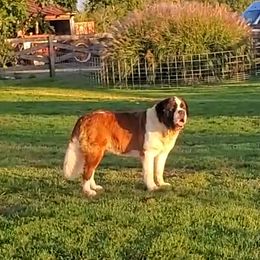 Carmen - Saint Bernard