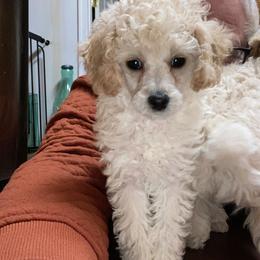 Zola - Cream female Poodle puppy in North Prince George, Virginia from ROYAL VISTA