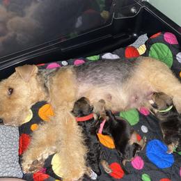 Lakeland Terrier Puppies from Cirnef Lakelands