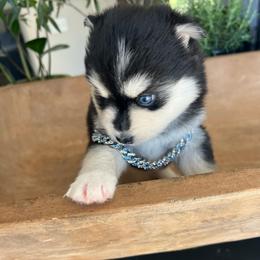 Denali - Black and white female Pomsky puppy in Rathdrum, Idaho from Smart Pomskies and Frenchies