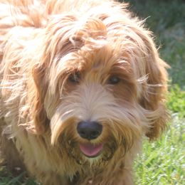 Redford - Australian Labradoodle