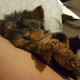 Yorkshire Terriers from V's Babies