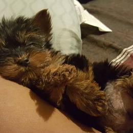 Yorkshire Terriers from V's Babies