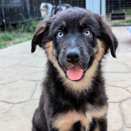 SCOUT (Raven Girl5) - Black tri-color female Australian Shepherd puppy in South Hill, Virginia from Silverside Aussies LLC