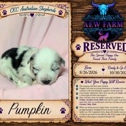 Pumpkin - Blue merle female Australian Shepherd puppy in Citra, Florida from AEW Farm