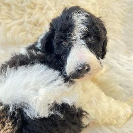 Goldendoodle and Poodle Puppies from Elizabeth Rocha's Doodles