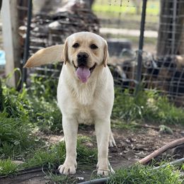 McDreamy - Yellow male Labrador Retriever puppy in Dixon, California from Rosslyn Labradors (Rose-Line)
