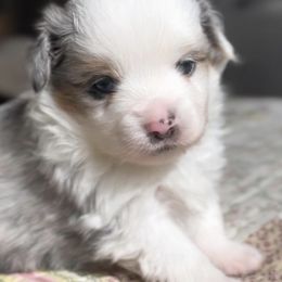Miniature Australian Shepherds and Toy Australian Shepherds from Ramblin’ Rogue Toy and Mini Aussies