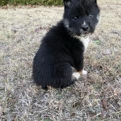 Kazui- Milgram boy - Black & tan male Shikoku puppy in Tribbey, Oklahoma from Osaka Ninken Shikoku