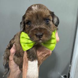 Green - Chocolate merle male Bernedoodle puppy in Petersburg, Michigan from Brittany’s Mini Bernedoodles