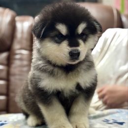 Mr Lime - Seal and white male Alaskan Malamute puppy in Giddings, Texas from Strong Water Malamutes