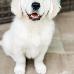 Golden Retriever Puppies from Salty Goldens