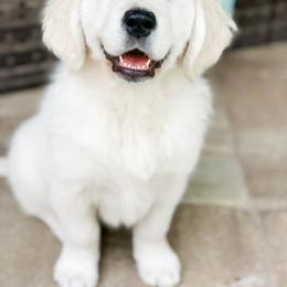 Golden Retriever Puppies from Salty Goldens