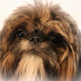 Rex - Shih Tzu