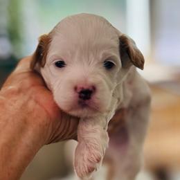 Rubin - male Cavapoochon puppy in Natural Bridge, Virginia from Rockbridge Puppies