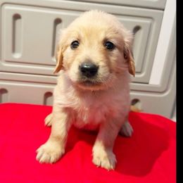 Ellie - Golden Golden Retriever puppy in Sedalia, Missouri from Bee’s Retrievers