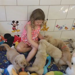 Golden Retriever Puppies from SUN-GOLDEN KENNELS