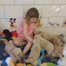 Golden Retriever Puppies from SUN-GOLDEN KENNELS