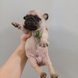 Bluey - Fawn male Pug puppy in Auburn, Kentucky from Prentice Family Pugs