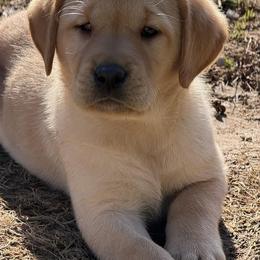Roger - Yellow male Labrador Retriever puppy in Lynn, Indiana from Four Seasons