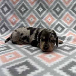 Boy 1 - Dapple male Dachshund puppy in Hoover, Alabama from Tide Town Doxies