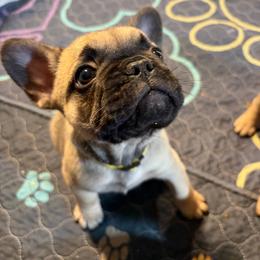 Sutton - Fawn female French Bulldog puppy in Neenah, Wisconsin from Mimosa Acres French Bulldogs LLC