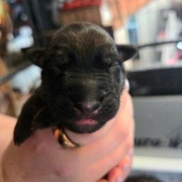 Grumpy - Fawn male Belgian Malinois puppy in Signal Mountain, Tennessee from Torgun Police Dogs