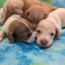 Dachshund Puppies from Ferrario Dachshunds