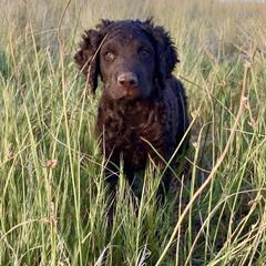 Mr. Green - Liver male Curly-Coated Retriever puppy in Salt Lake City, Utah from Betacoil Curly Coated Retrievers