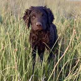 Mr. Green - Liver male Curly-Coated Retriever puppy in Salt Lake City, Utah from Betacoil Curly Coated Retrievers
